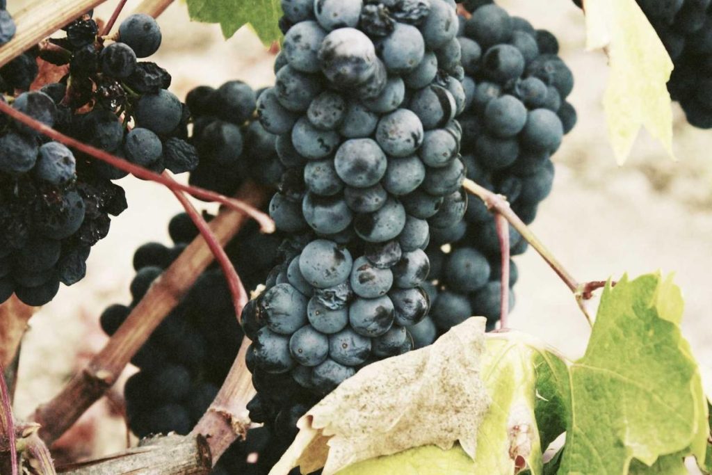 Amet ea saepe maxime odio