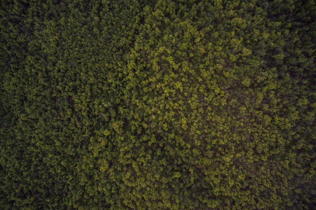 Non enim incidunt placeat